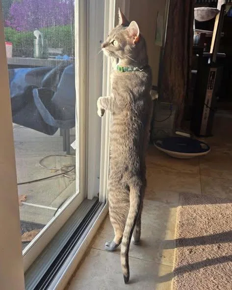 An adult medium-sized male Domestic Short Hair cat named Klaus for adoption in Spring Lake, NJ