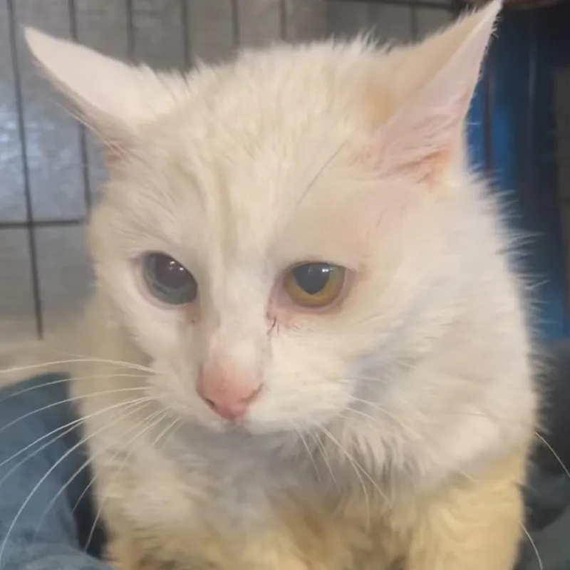 A senior medium-sized female White Domestic Short Hair cat named Lady Snow for adoption in Webster, TX
