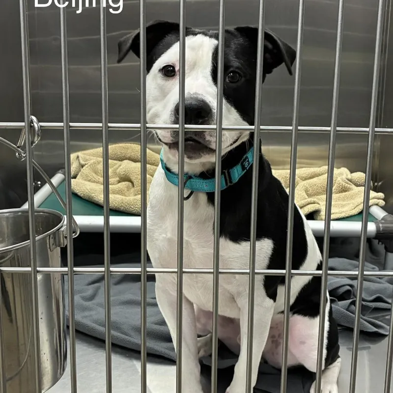 An adult medium-sized male Black Mixed Breed dog named Beijing for adoption in Knoxville, TN