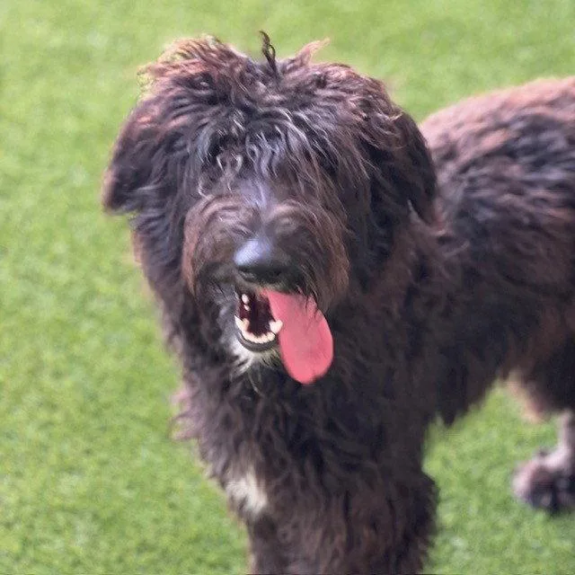 An adult large-sized female Standard Poodle dog named Oreo for adoption in Burlingame, CA