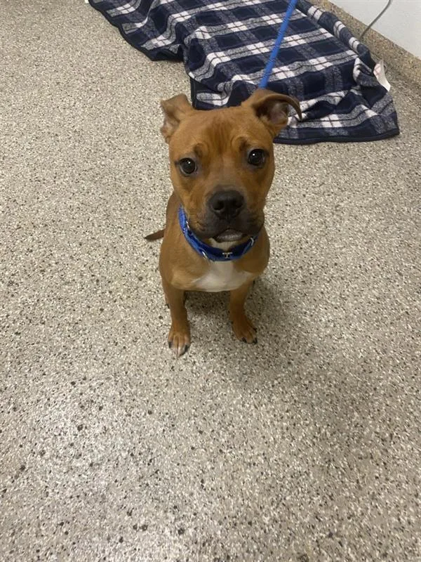 A young medium-sized male Staffordshire Bull Terrier dog named Howdy for adoption in Vancouver, WA
