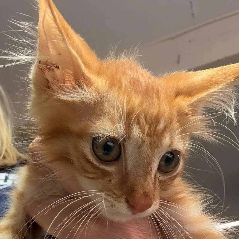 A baby small-sized male Orange / Red Domestic Long Hair cat named Fuzz Aldrin for adoption in Leander, TX