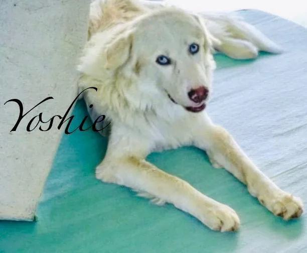 A young medium-sized male Great Pyrenees dog named Yoshie for adoption in West Bloomfield, MI