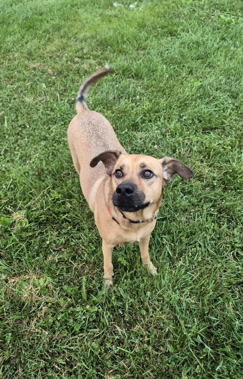 A young medium-sized male Apricot / Beige Black Mouth Cur dog named Barry for adoption in Indiana, PA