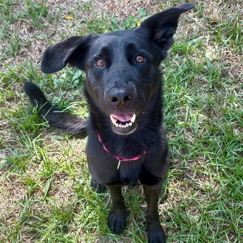 An adult medium-sized female Black Labrador Retriever dog named Pippy for adoption in Spring, TX
