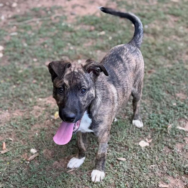 A young medium-sized male Brindle Shepherd dog named Yoshi for adoption in Summerdale, AL
