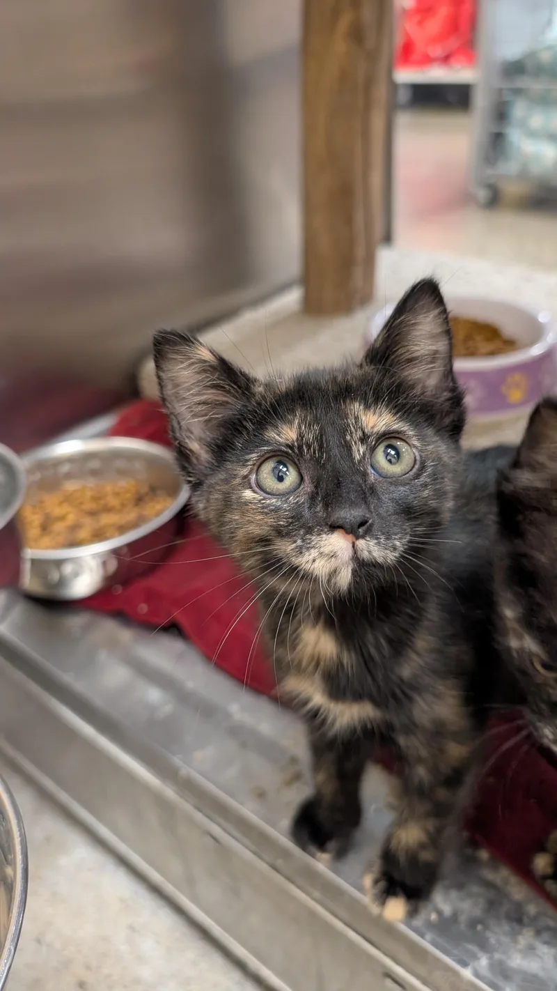 A baby medium-sized female Tortoiseshell cat named Clementine for adoption in Missoula, MT