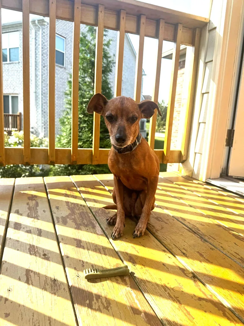 An adult small-sized male Chihuahua dog named Jay for adoption in Louisville, KY