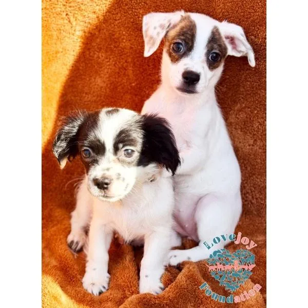 Molly Mae Litter