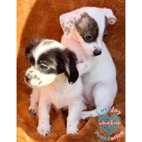 Molly Mae Litter thumbnail 2