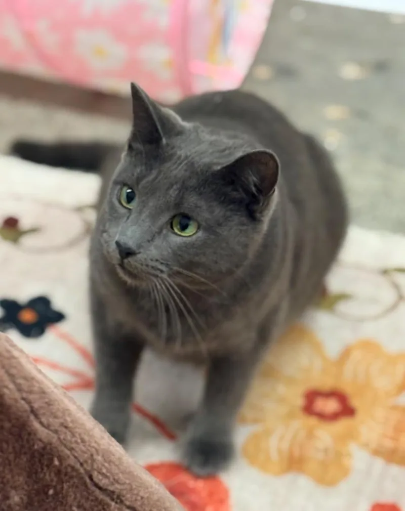 A young medium-sized female Domestic Short Hair cat named Harper for adoption in Napa, CA