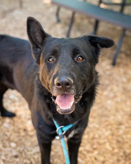 An adult large-sized male Mixed Breed dog named Aldrin for adoption in Chamblee, GA