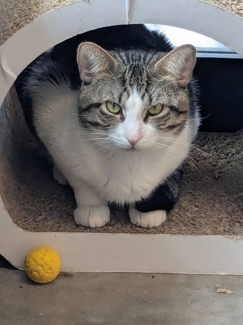 An adult large-sized male Tabby (Buff / Tan / Fawn) Domestic Short Hair cat named Butterworth for adoption in Evanston, IL