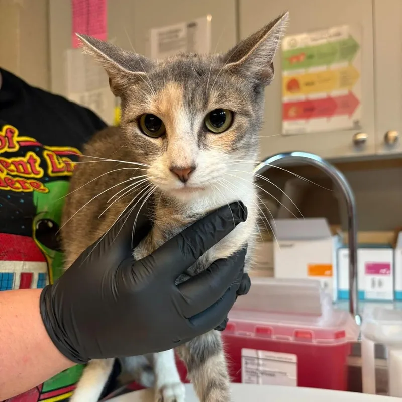 An adult medium-sized female Calico Domestic Short Hair cat named Lei for adoption in Huntington, WV