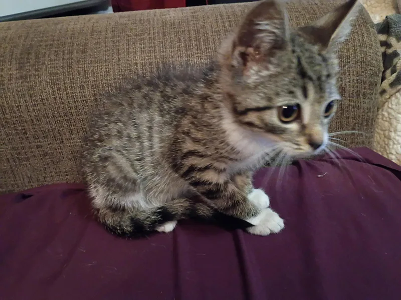 A baby medium-sized female Domestic Short Hair cat named Spicy for adoption in Woodsfield, OH