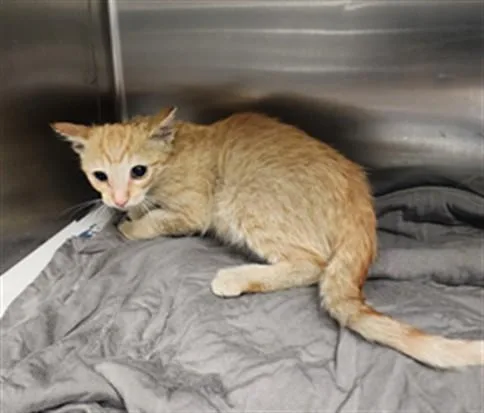 A baby small-sized male Domestic Short Hair cat named Bingo for adoption in Los Angeles, CA