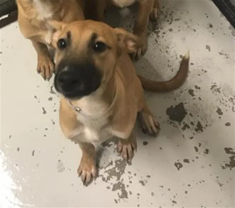 A baby small-sized female Belgian Shepherd / Malinois dog named Wiggle for adoption in Conroe, TX