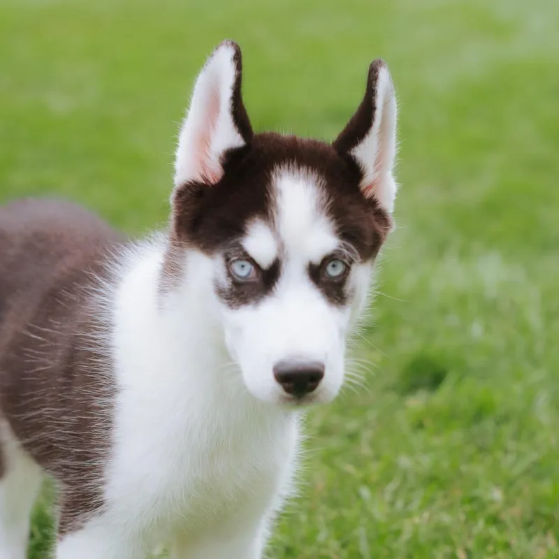Balto