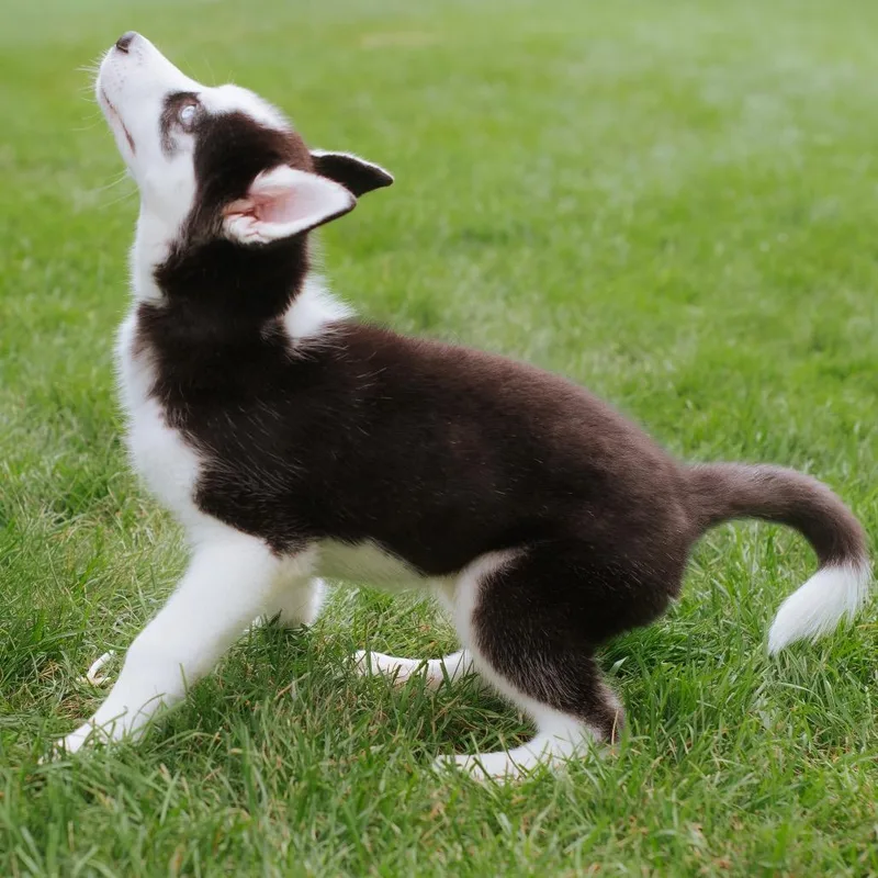 Balto thumbnail 2