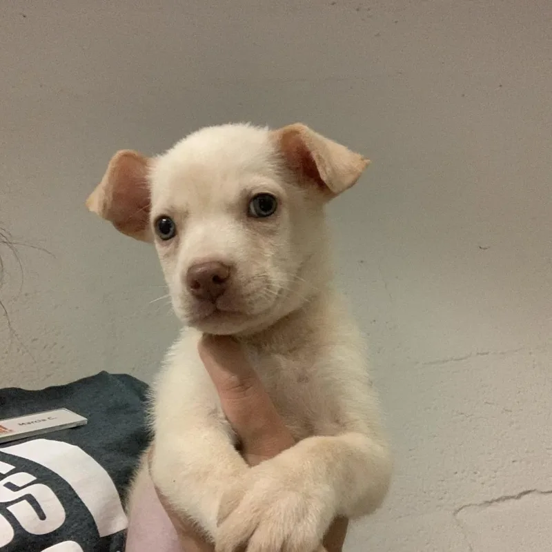 A baby small-sized male Terrier dog named Pawrch Manning for adoption in Austin, TX