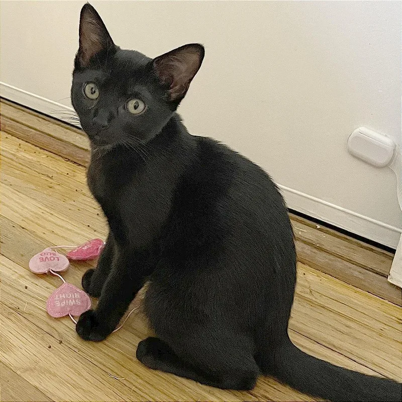 A baby small-sized female Black Domestic Short Hair cat named Mina for adoption in Pleasant Hill, CA