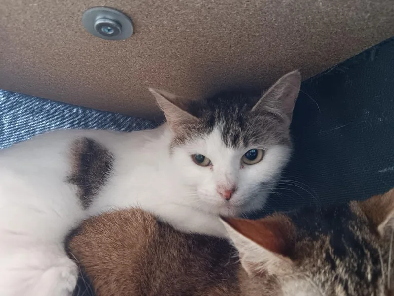 A young small-sized female Domestic Short Hair cat named Emmie for adoption in New Braunfels, TX