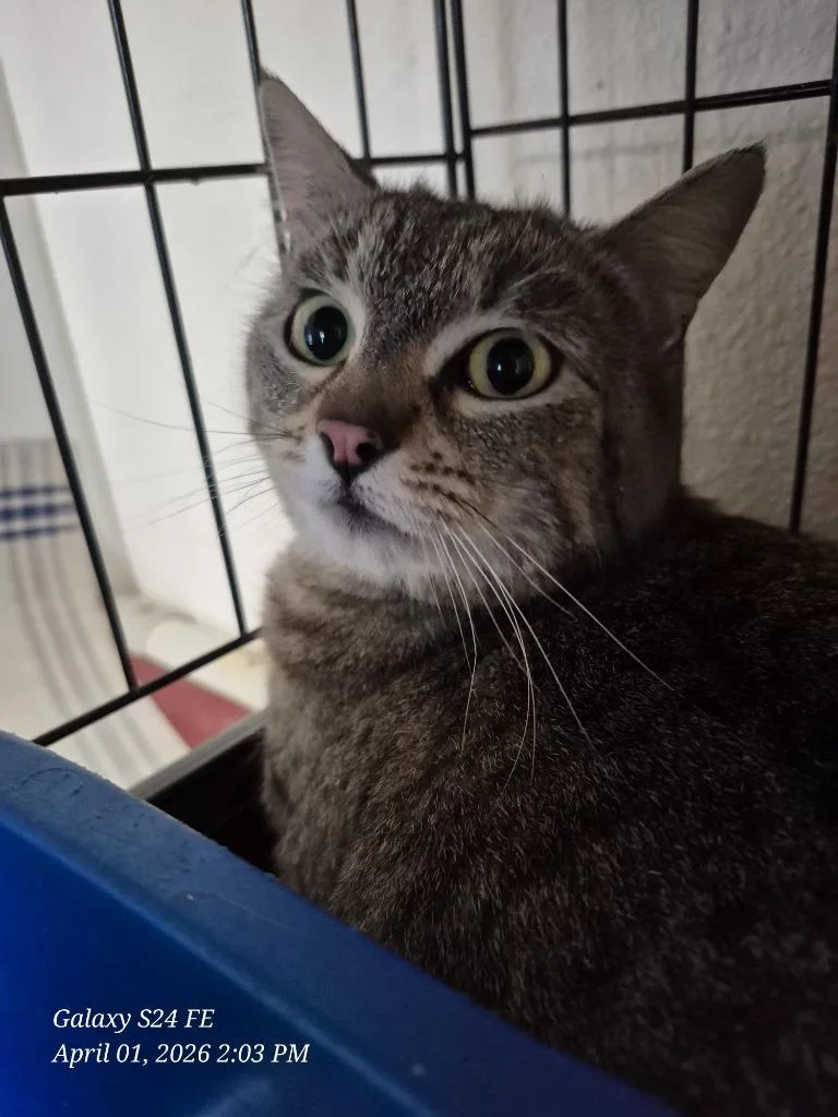A young medium-sized female Domestic Short Hair cat named Lilly for adoption in Thompson Falls, MT
