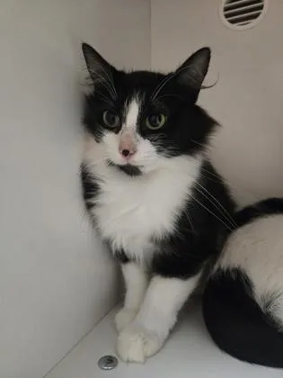 A young medium-sized female Domestic Medium Hair cat named Olive for adoption in Savannah, GA