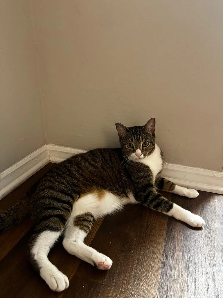 A young medium-sized male Domestic Short Hair cat named Spark for adoption in Youngsville, NC