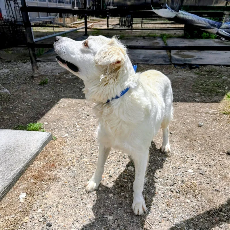A young large-sized male Yellow Labrador Retriever dog named George for adoption in Willington, CT