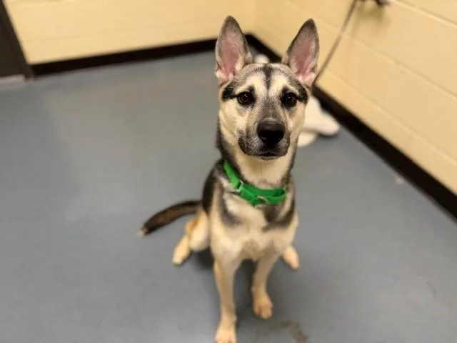 A young large-sized female Siberian Husky dog named Fumble for adoption in Denver, CO