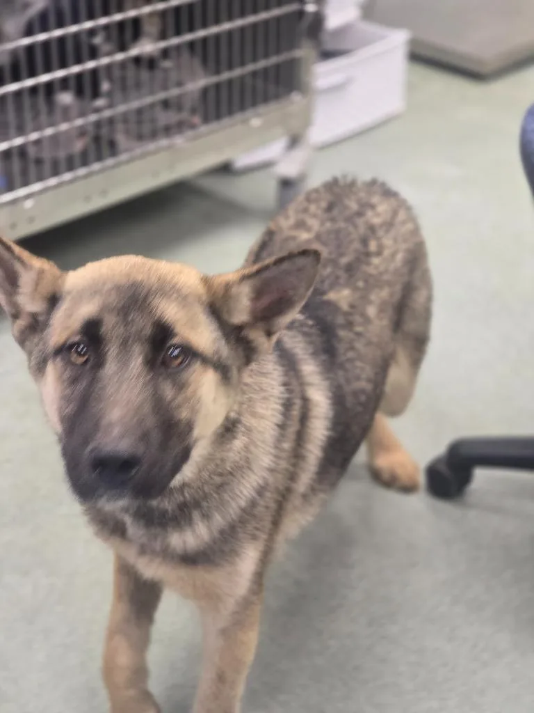A baby medium-sized male German Shepherd Dog dog named Bear for adoption in Danielsville, GA