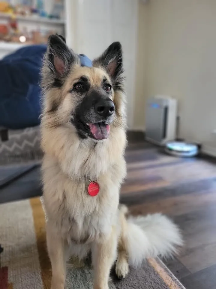 An adult large-sized female Shepherd dog named Zola for adoption in Richardson, TX