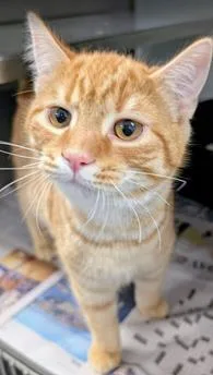 A baby medium-sized male Domestic Short Hair cat named Wesley for adoption in Fairfax, VA
