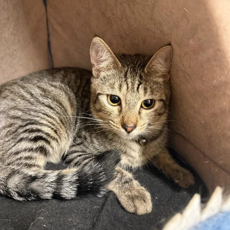 A young medium-sized male Brown / Chocolate Domestic Short Hair cat named Eren for adoption in Howard beach, NY