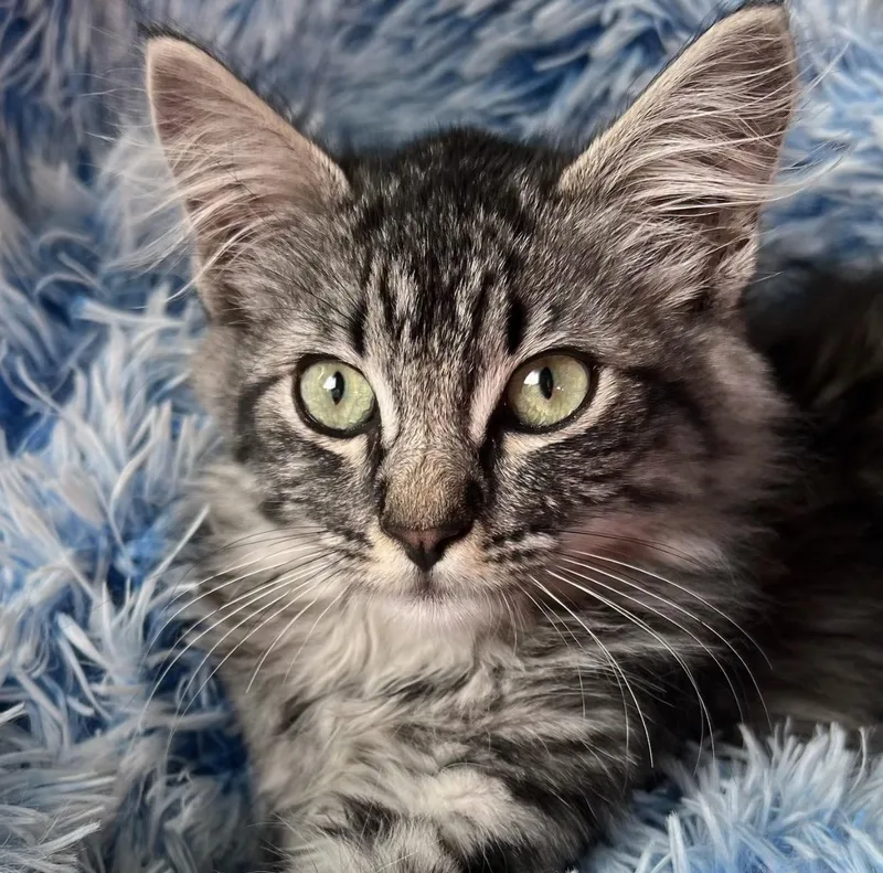 A baby medium-sized female Tabby (Brown / Chocolate) Domestic Long Hair cat named Cece for adoption in Santa Rosa, CA