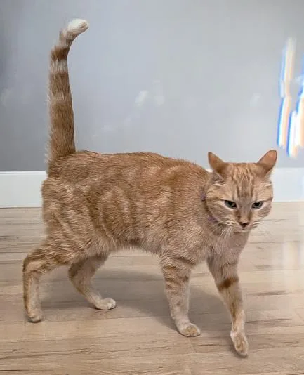 A senior medium-sized female Orange / Red Domestic Short Hair cat named Saffy for adoption in Fruit Heights, UT