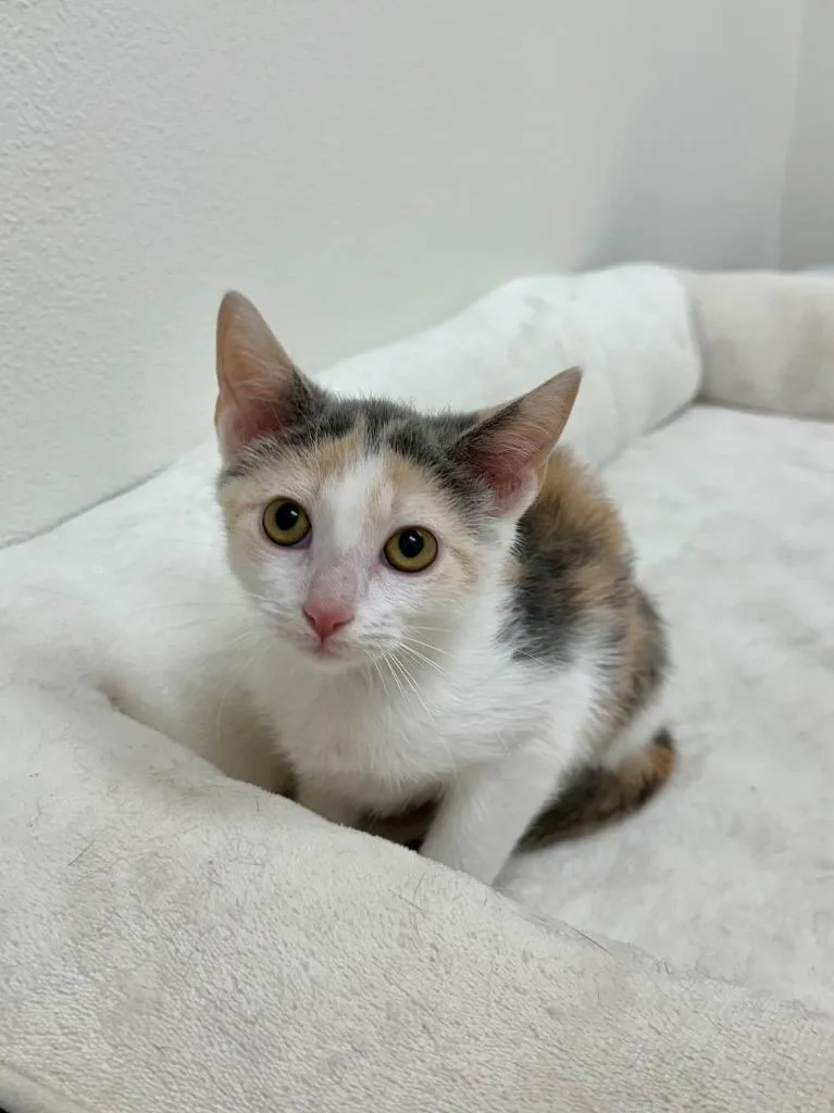 A baby small-sized female Domestic Short Hair cat named Torrey for adoption in Newberg, OR