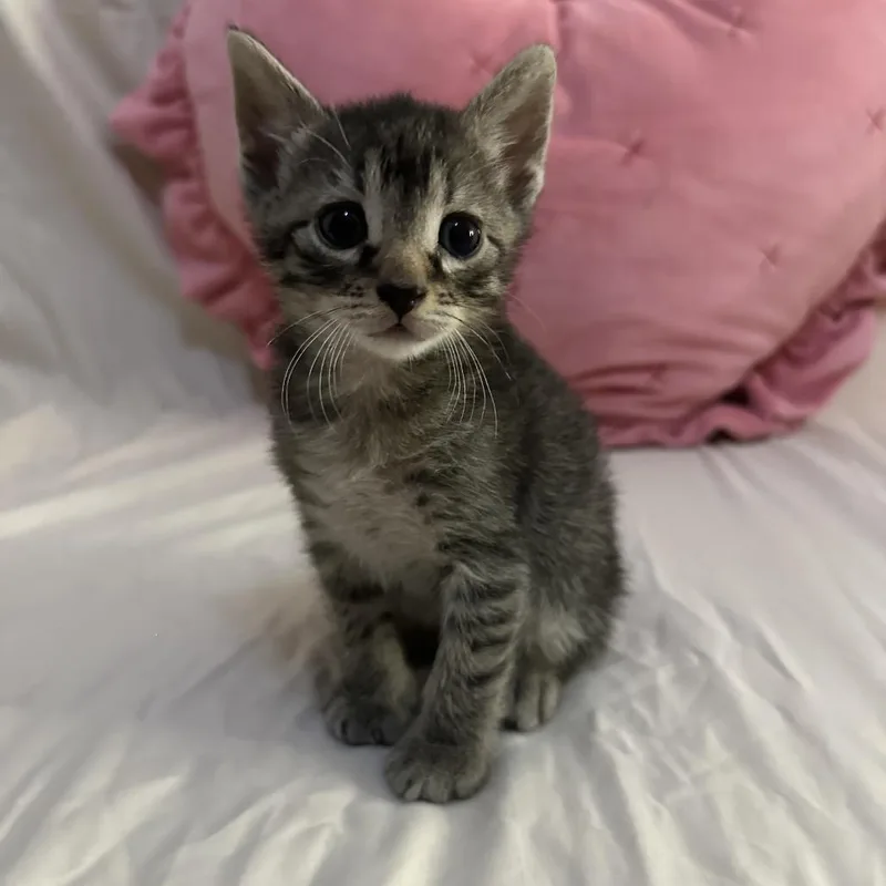 A baby small-sized male Brown / Chocolate Domestic Short Hair cat named Tokyo for adoption in Middle Village, NY