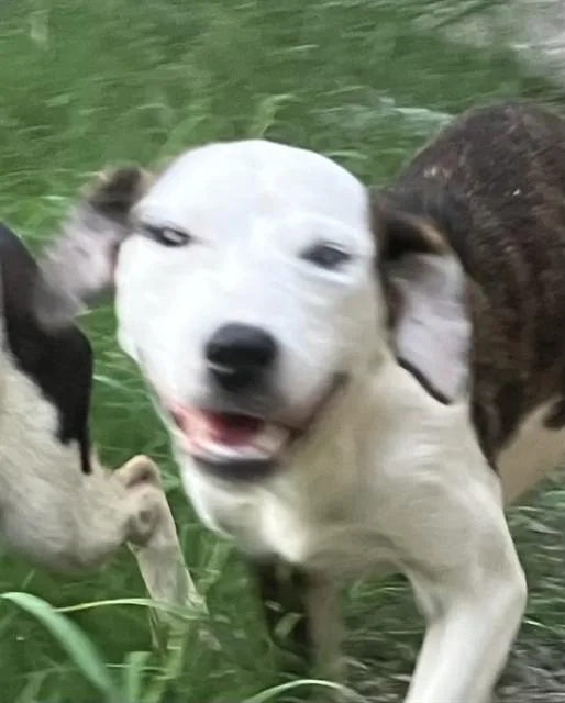 A young medium-sized female Mixed Breed dog named Daisy for adoption in Dallas, TX