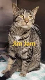 A young medium-sized male Brown / Chocolate Domestic Short Hair cat named Jim Jam for adoption in Moline, IL