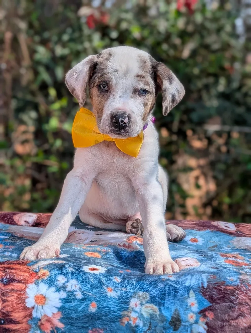 Arrow Heart thumbnail 3