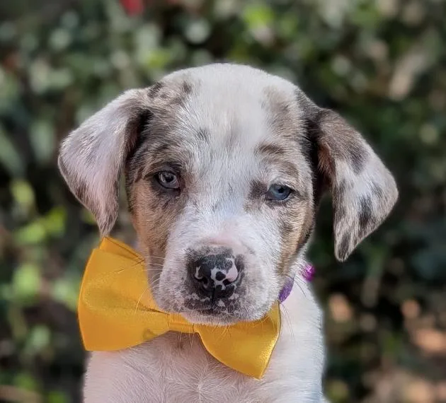 A baby medium-sized male White / Cream Hound dog named Arrow Heart for adoption in Andover, MA