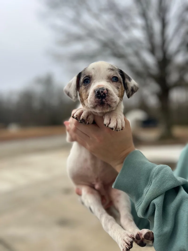 Arrow Heart thumbnail 4