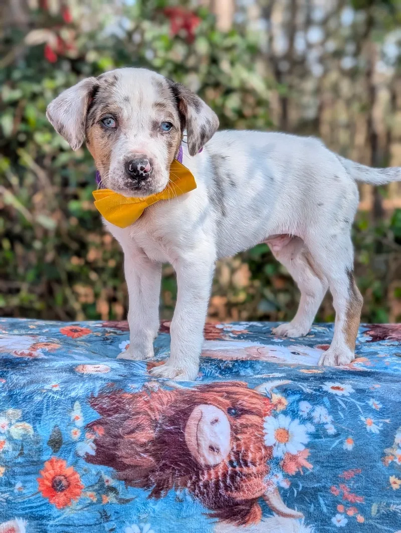 Arrow Heart thumbnail 6