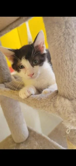 Stratus! thumbnail 5