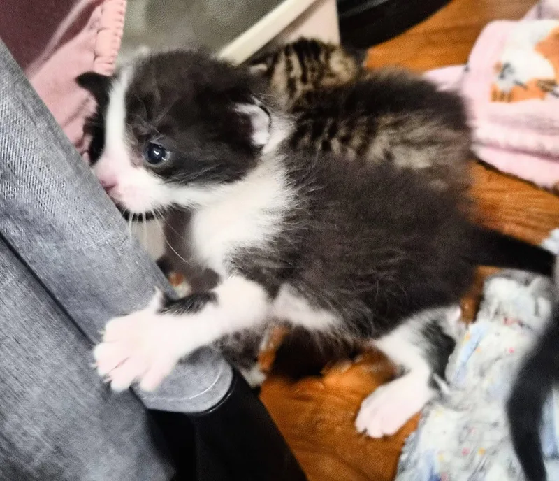 A baby small-sized male Black & White / Tuxedo Domestic Short Hair cat named Nash for adoption in Waverly, IA
