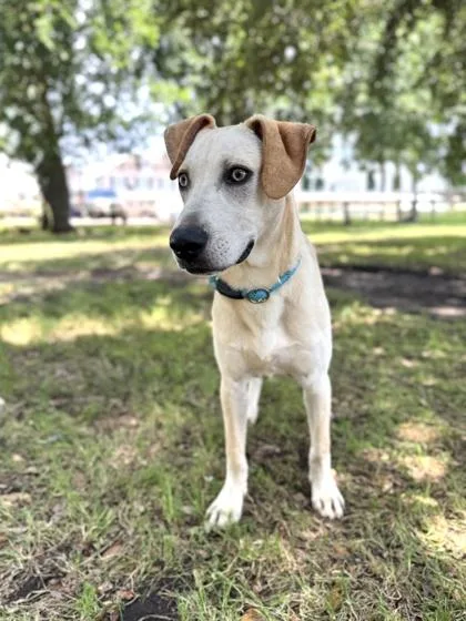 An adult large-sized male Labrador Retriever dog named Aries for adoption in Houston, TX
