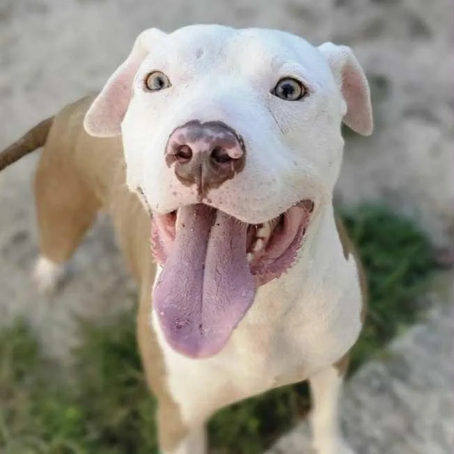 An adult medium-sized male Brown / Chocolate Pit Bull Terrier dog named Marley for adoption in Columbia, SC