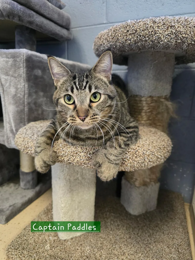 Captain Paddles thumbnail 2